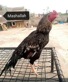 mashallah high quality Aseel Murga