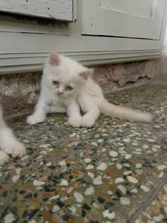 Persian kit for Sale