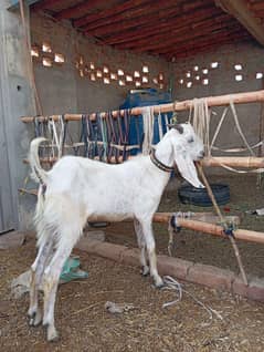 Bakra
