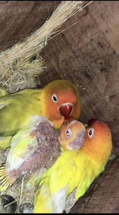 Love birds