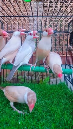 Fawn java breeder pairs