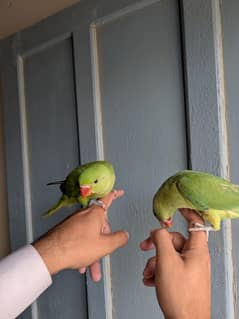 Ring neck chick male female
