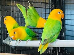 Lovebird for Sale Aqua, Creamino Opaline, Parblue Opaline, Pale Fallow