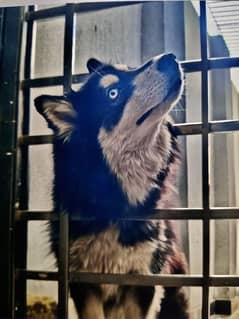 Female Siberian Husky