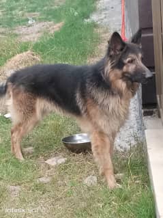 Beautiful GSD triple coat