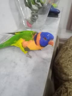 Tamed red collar lorikeet. negotiable