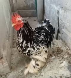 Molted bantam male for sale or exchange with pigeon