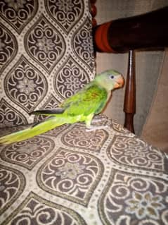 Raw parrot