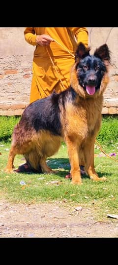German Shepherd – 7 Months Old