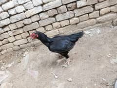 Aseal