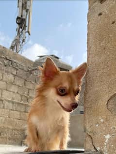 Chihuahua dog small toy breed