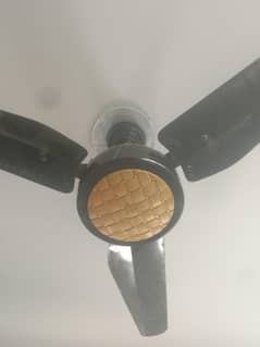 Royal fan use
