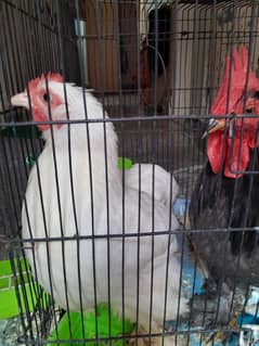 white/black bantam pair