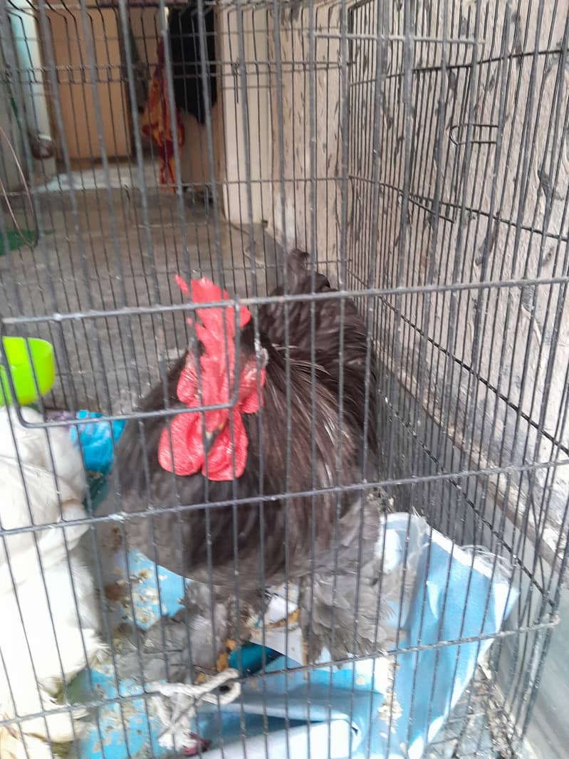 white/black bantam pair 1