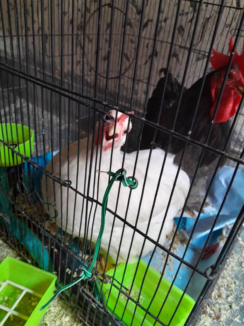 white/black bantam pair 2
