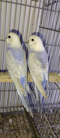rainbow budge for sale