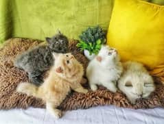 Pure Persian or Hamalyan kittens for sale (adult cats on adoption)