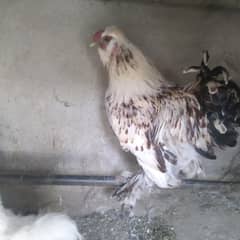 ayam