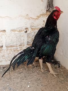 Best Quality pure Aseel Chicks Available