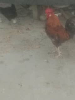 Golden misri endy deny waly