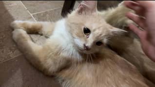 cute cat