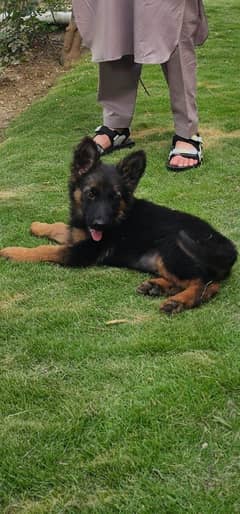 Dog for sell