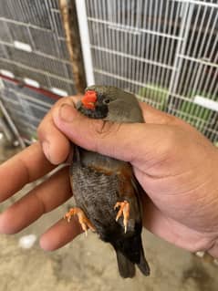 Charcoal finch