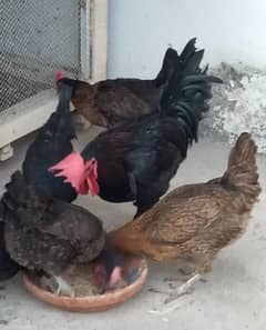 Aseel , Asterlop, Golden Buff Chickens