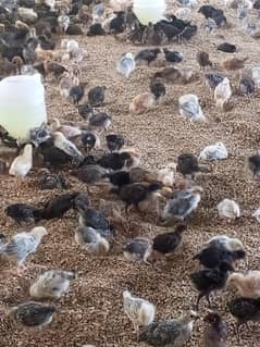 Chickens for sale