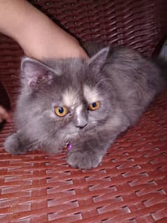 Cat saling