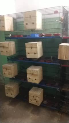 Birds Breeding Setup