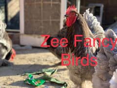 Blue gray buff heavy cochine chiks chozy