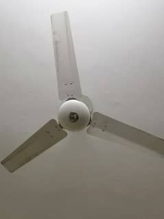 Royal Fan