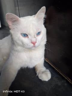 Beautiful Persian Cat