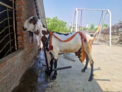 Milking Goats/ Goats/ Dood wali Bakri