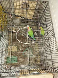 pinjara and 2 pairs of love birds