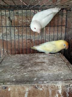 Albino red I male and parblue pestal ino female