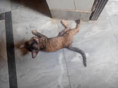2 weeks cat for sale