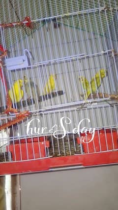 Australian Parrots. .