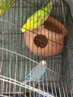 Breeder Budgie Pair
