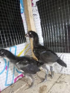 Thai dragon black for sale loker chicks