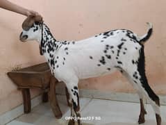 Desi dogly bakri