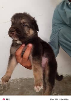 German shepherd gsd dog for sale
