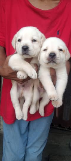 Labra puppy Male and female available