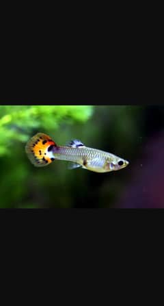 guppies babies 8 month old