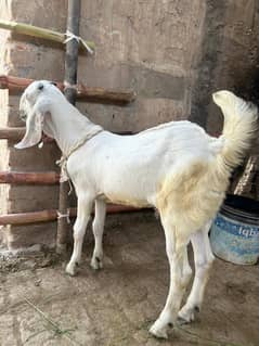 white Bakra