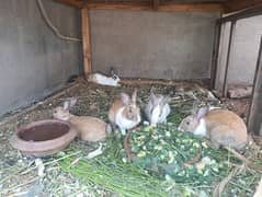 White and Brown Rabbits