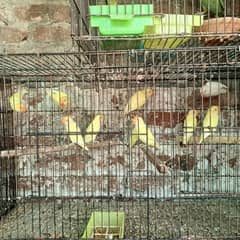breeder pair
