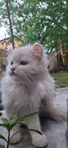 Persian Cat Pair | Litter Trained | Age 5 Months Approx