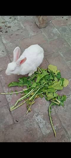 red eyes rabbits beautiful and active